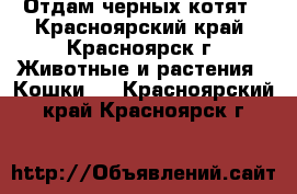 Отдам черных котят - Красноярский край, Красноярск г. Животные и растения » Кошки   . Красноярский край,Красноярск г.